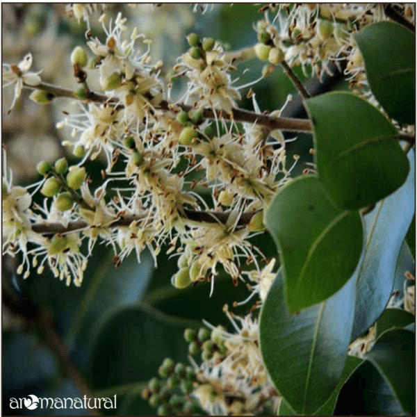 Kopaibos balzamas/kopalių 5 ml