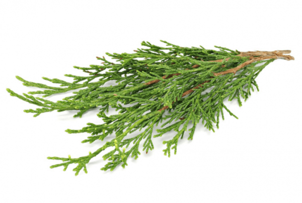 Kiparisų (Cupressis sempervirens) 5ml