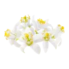Apelsinų žiedų/nerolio hidrolatas - ekologiškas (Citrus aurantium ) - Image 2