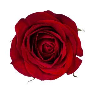 Damaskinių rožių eterinis aliejus (rosa damascena) 3% 5ml